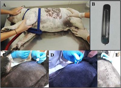 Evaluation of Skin Prick-Test Reactions for Allergic Sensitization in Dogs With Clinical Symptoms Compatible With Atopic Dermatitis. A Pilot Study